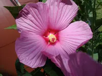 IMGP3906.webp