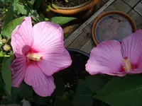 IMGP3908.webp