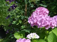 IMGP3915.webp