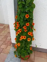 IMG_0589.webp