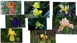 Iris.webp