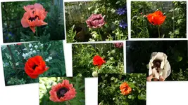 Mohn1.webp