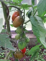 BILD0023.webp