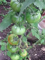 BILD0027.webp