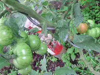 BILD0029.webp