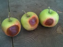 Apfel 002.webp