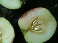Apfel 004.webp