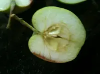 Apfel 003.webp