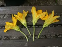 fiori_I.webp