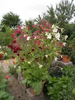 P7020253.webp