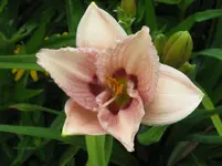 IMG_sil.jerome pillow_1067x800.webp
