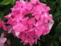 IMG_4537_1067x800.webp