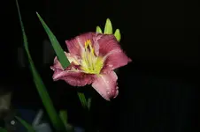 DSC05604.webp