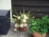 DSCF0483.webp