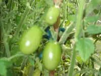 DSCF0066.webp