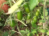 DSCF0070.webp