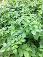 IMG_0212_2.webp