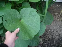 IMGP0196.webp
