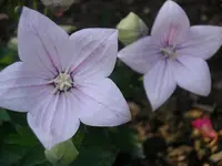 IMGP0199.webp