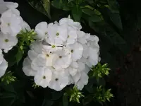 IMGP0200.webp