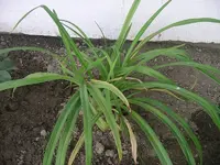 IMGP0205.webp
