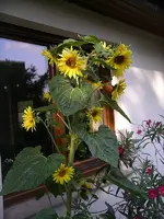 IMGP0197.webp IMGP0197.webp