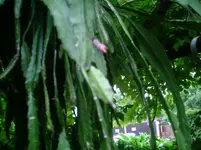 PIC00075.webp