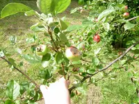 PICT1368.webp
