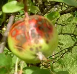 Apfel1.webp
