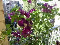 balkon 021.webp