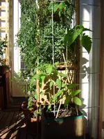 balkon 036.webp