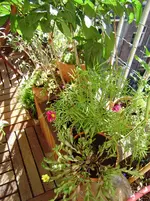 balkon 037.webp
