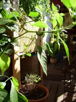 balkon 043.webp