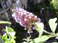 balkon 049.webp