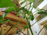 balkon 050.webp