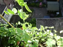balkon 055.webp