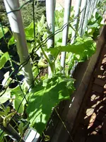 balkon 057.webp