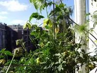 balkon 074.webp