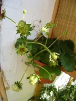 balkon 072.webp