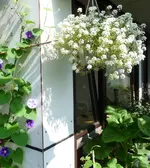 ampel.webp