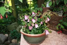 Campanula (2).webp