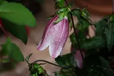 Campanula.webp