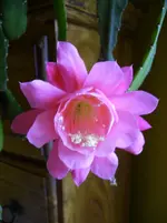 N 113.webp