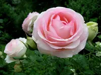 IMG_1736.webp
