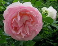 IMG_1739.webp