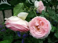 IMG_1749.webp