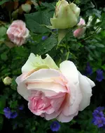 IMG_1768.webp