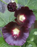 STA40178.webp
