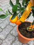 calamondie 009.jpg