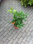 calamondie 008.jpg